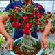 沙漠玫瑰盆栽老樁四季開花重瓣好養(yǎng)綠植室內(nèi)客廳花卉耐干多肉植物 【紅富貴】4年老樁（30天開花）送肥料