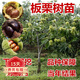 歐悟嫁接板栗樹(shù)苗果樹(shù)苗大紅袍油栗子苗庭院陽(yáng)臺(tái)盆栽地栽南方北方種植 2年嫁接苗