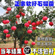軟籽石榴樹(shù)樹(shù)苗無(wú)籽石榴水果樹(shù)苗盆栽庭院南北方四季種植當年結果 大紅袍石榴  (杯苗發(fā)貨) 兩年苗