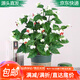 萌肉居龍吐珠盆栽綠植花卉觀(guān)花植物帶花苞植物/龍吐珠+加侖盆源頭直發(fā)