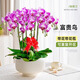 臨雅教師節禮物幼兒園物蝴蝶蘭禮盒新款實(shí)用禮品袋鮮花花束包裝高顏值 【客廳推薦】富貴鳥(niǎo)（六梗）+黃圓鼓盆