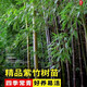沭之美竹子苗紫竹苗青竹綠化苗 紫竹苗1cm粗3棵 不含盆 源頭直發(fā)