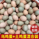 【50整箱】農(nóng)家散養(yǎng)土雞蛋正宗烏雞蛋綠殼蛋混合裝新鮮整箱批發(fā) 【高山竹林散養(yǎng)走地雞】 30【烏雞蛋+土雞蛋】高品質(zhì)