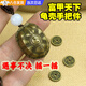龜殼烏龜殼卜搖卦六爻工具烏龜殼卜搖卦具烏龜殼文玩銅錢(qián)烏龜擺件 【三銅錢(qián)手繩款】