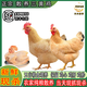 農(nóng)家散養(yǎng)三黃雞新鮮現(xiàn)殺3年黃油老母雞正宗土雞走地雞公雞月子雞 當(dāng)天現(xiàn)殺/每只保留（雞心肝胗） 1只（2年三黃母雞）凈重2.7-3斤