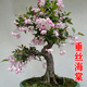 花行榜盆栽樹(shù)苗盆景庭院綠植物花卉(6年2.5cm老樁)精品垂絲海棠源頭直發(fā)