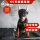 帥帥名寵北京帥帥名寵  純種迷你杜賓幼犬活體 賓沙犬幼犬 小型杜賓 寵物級