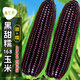 長耕黑甜糯玉米種子黑玉米種籽春四季玉米產(chǎn)高矮大棒生食耐旱粘孑種籽 黑甜糯玉米種168/100克【甜+糯】