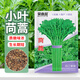 貝意品小葉茼蒿種子大全農家茼蒿種籽菜籽四季皇帝菜種苗青菜蔬菜種孑