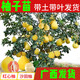 冰糖柚子樹苗四季黃金文旦紅心馬家柚子樹苗南方種植庭院果樹果苗 7年苗【品種留言】 70cm(含)-79cm(含)