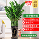 花財主大型盆栽綠植 檸檬樹鴨腳木發(fā)財樹天堂鳥綠植室內(nèi)客廳大盆栽 大型金錢樹1-1.2米【進寶】 含盆