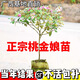 桃金娘樹(shù)苗捻子果樹(shù)苗山捻子樹(shù)苗地捻子果苗盆載果樹(shù)苗南方種植 三年苗