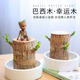 巴西木水養(yǎng)幸運(yùn)木開花格魯特樹人好養(yǎng)綠植室內(nèi)水培懶人花植物盆栽 僅巴西木+營養(yǎng)液 巴西木高6cm【發(fā)芽少/不開花】