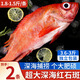 朵芙 海參斑魚 多規(guī)格 紅魚凈重 紅石斑魚大眼魚富貴魚深海魚生鮮魚類 超大紅石斑1.7斤凈重*2條