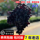 妃里香嫁接紫甜無(wú)核葡萄樹(shù)苖a17黑提葡萄苗盆栽爬藤提子樹(shù)南方北方種植 1年生嫁接脫毒苗（2顆裝）
