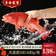 嘗鮮生海捕東星斑魚 活凍石斑魚冰鮮燕尾深海魚類禮盒年貨送禮老虎斑 東星斑凈重【500-600克】