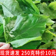 【新鮮桑葉】嫩桑葉蠶媽媽蠶寶寶飼料 桑葉250克