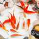 觀賞魚草金魚苗養(yǎng)不死金魚小魚活魚小寵物好養(yǎng)耐活養(yǎng)不死的小金魚 5-7厘米【好養(yǎng)耐活】 草金魚6條送備損