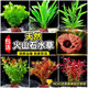 FKSC魚缸水草植物真草造景擺件新手植物蜈蚣綠菊陰性草火山石凈水綠植 火山石小九冠【超值特惠】