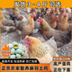 4斤高產(chǎn)蛋王正宗土雞麻羽綠殼蛋雞活苗成年下蛋母雞活雞包活到家 4只裝【4母 單只3-3.5斤】