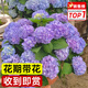 愛優(yōu)尚藍繡球粉繡球盆栽帶花苞樹陽臺室內(nèi)植物陽臺庭院多季開花源頭直發(fā)