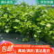 萌肉居盆栽地栽庭院茉莉花盆栽盆景花卉盆栽綠植/茉莉原盆土源頭直發(fā)