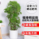 嘆為觀(guān)止 大型盆栽 單桿辮子發(fā)財樹(shù)天堂鳥(niǎo)綠蘿散尾葵辦公室內開(kāi)業(yè)喬遷禮品 福祿桐1.2-1.4米【圓柱盆】 含盆