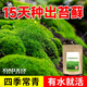 小潔匠選苔蘚孢子粉種子上水石吸水石盆景盆栽青苔微景觀(guān)鮮活植物種籽鋪面 微星星蘚孢子粉22.8克【包成活】