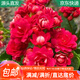 萌肉居長(zhǎng)壽花盆栽綠植盆栽卉盆景桌面盆栽/長(zhǎng)壽花大紅+早安盆源頭直發(fā)
