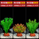 瘋狂水草免種植養(yǎng)魚水草植物孔雀魚水草蜈蚣草紅松尾狐尾草 源頭直發(fā)包郵