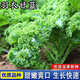 杭賢羽衣甘藍種子牡丹菜羽葉甘藍種籽農家田園菜地易種植耐寒蔬菜種子 羽衣甘藍種子【1袋】約50粒