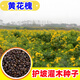 蓿蕾護坡灌木草種子紫穗槐種籽胡枝子礦山復綠草籽豬屎豆刺槐籽銀合歡 甄選【黃花槐種子】1斤