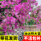 臨雅三角梅花樹(shù)苗盆栽帶花老樁特大苗漳紅櫻室內陽(yáng)臺高端爬藤四季開(kāi)花 【紅櫻】大苗約45-50cm