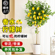 臨雅的花園香水檸檬樹苗盆栽可結(jié)果樹苗可食用大型綠植室內(nèi)客廳四季好養(yǎng)植物 檸檬樹1.2-1.4米+白色圓柱盆