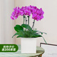愛(ài)優(yōu)尚蝴蝶蘭帶花苞盆栽秋冬蘭花苗年宵花四季花卉植物紫白室內源頭直發(fā)
