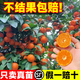 臨雅廣西沙糖桔子樹(shù)苗金秋砂糖橘樹(shù)苗盆栽橘子樹(shù)帶果南北方種植柑橘苗 沙糖桔1棵（粗1-1.5cm，高60cm）