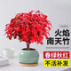 火焰南天竹盆栽紅葉小盆景耐寒植物室內桌面好養觀(guān)葉花不支持退貨 90#原盆火焰南天竹20-30cm送營(yíng)