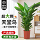臨雅天堂鳥(niǎo)盆栽室內客廳大型綠植辦公室大葉植物花卉鶴望蘭去甲醛新房 天堂鳥(niǎo)1.3-1.5米+原盆