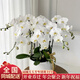 植伴蝴蝶蘭盆栽喬遷開業(yè)商務(wù)慶典鮮花速遞同城室內(nèi)植物花卉上海配送花 _花開富貴--6株蝴蝶蘭盆栽（花盆類似）