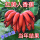 紅美人香蕉樹(shù)苗當年結果盆栽地栽抗旱耐寒紅皮焦苗南北方四季種植 紅美人香蕉 高20厘米(帶土帶葉)