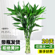 花行榜 富貴竹大葉水培轉(zhuǎn)運竹綠植盆栽花卉 10支70-80cm+六角瓶源頭直發(fā)