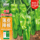 IDEAL泡椒辣椒種子早熟高產(chǎn)雜交微辣皺皮辣椒蔬菜種籽江淮園藝?yán)苯贩N子