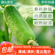 萌肉居水果黃瓜苗四季蔬菜水果苗秧苗種植果蔬苗水果黃瓜苗10棵源頭直發(fā)
