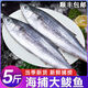 順豐包郵大馬鮫魚新鮮鲅魚整條馬鮫魚燕鲅魚青花海鮮批發(fā)冷凍海魚 10斤鲅魚 整條8兩左右