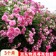 聽(tīng)雪樓七姊妹薔薇花苗多花粉色爬藤藤本植物無(wú)刺大花濃香型庭院四季 七姊妹薔薇1棵 特大苗【1.5-1.7米】