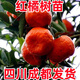 森越紅橘苗萬(wàn)州古紅桔川紅柑橘苗大紅袍橘子苗南北方種植當年結果 5年苗2棵帶原土 分叉多 當年結 80cm(含)-89cm(含)