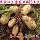 東北大土豆新鮮黑龍江尤金885現挖薄皮黃心甜面起沙黃瓤馬鈴薯 5斤裝