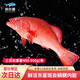 漁傳播海南冰鮮三去東星斑 凈含量450-500g/條 海鮮魚類石斑魚 源頭直發(fā)