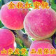 聽(tīng)雪樓嫁接桃樹(shù)苗金秋紅蜜桃樹(shù)苗晚熟壯苗金秋紅蜜桃子樹(shù)苗南方北方種植 4年苗2顆裝(僅剩19件) 金秋紅蜜桃樹(shù)苗