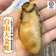 廣東臺山特產(chǎn)生曬不抽油6成干臺山金蠔干生蠔干500g 40頭250g